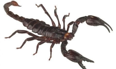escorpion-emperado